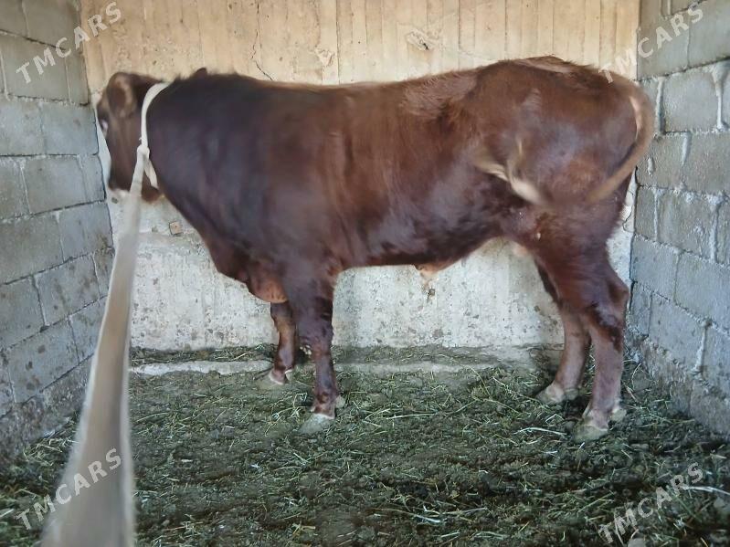 okuz - Ашхабад - img 3