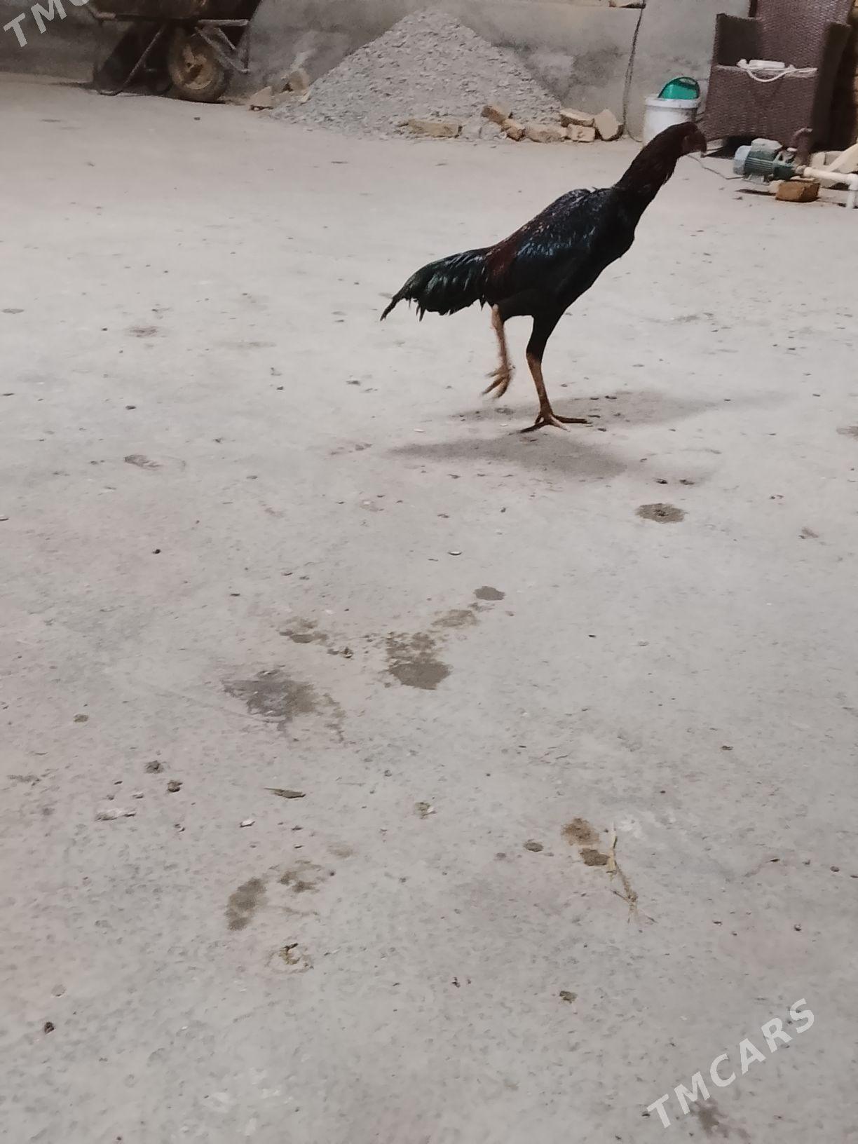 horaz - Чарджоу - img 4