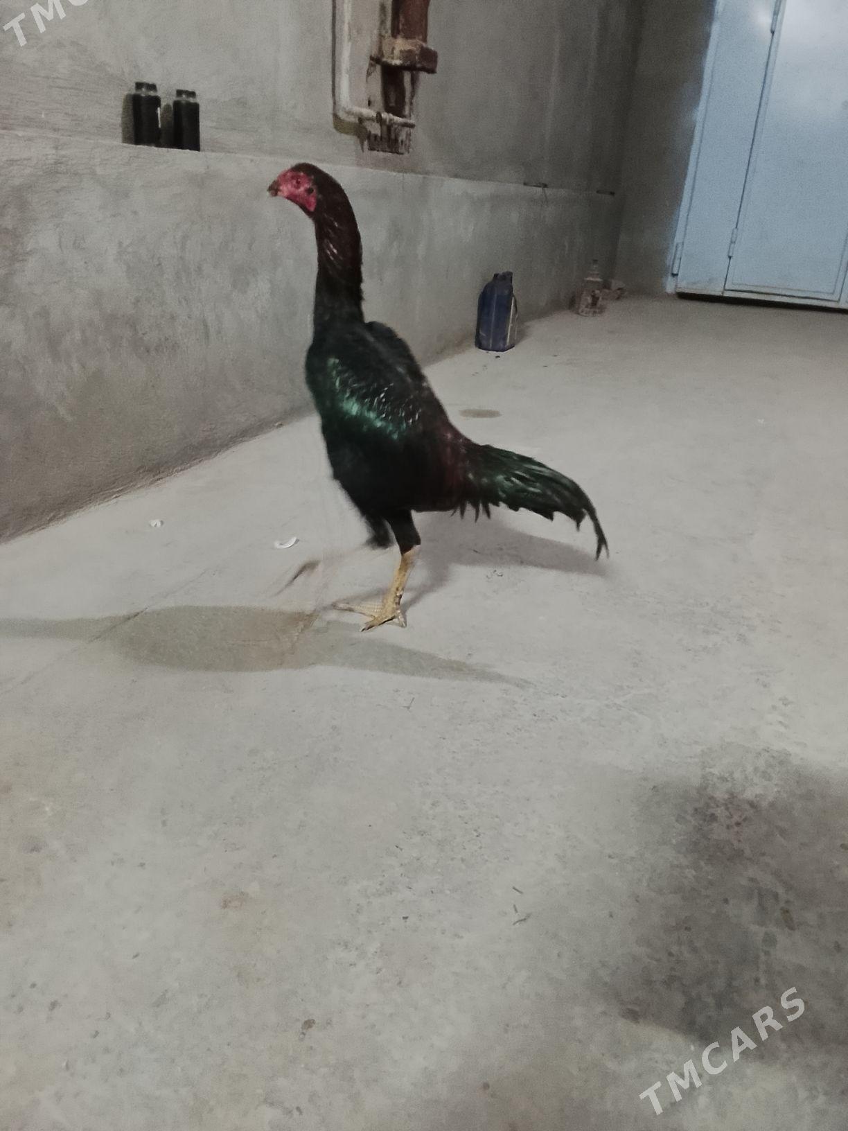 horaz - Чарджоу - img 2