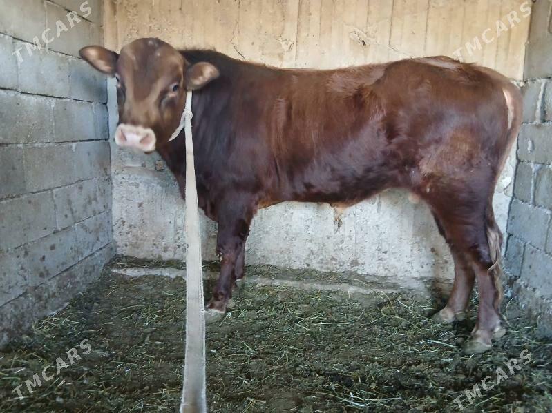 okuz - Ашхабад - img 2