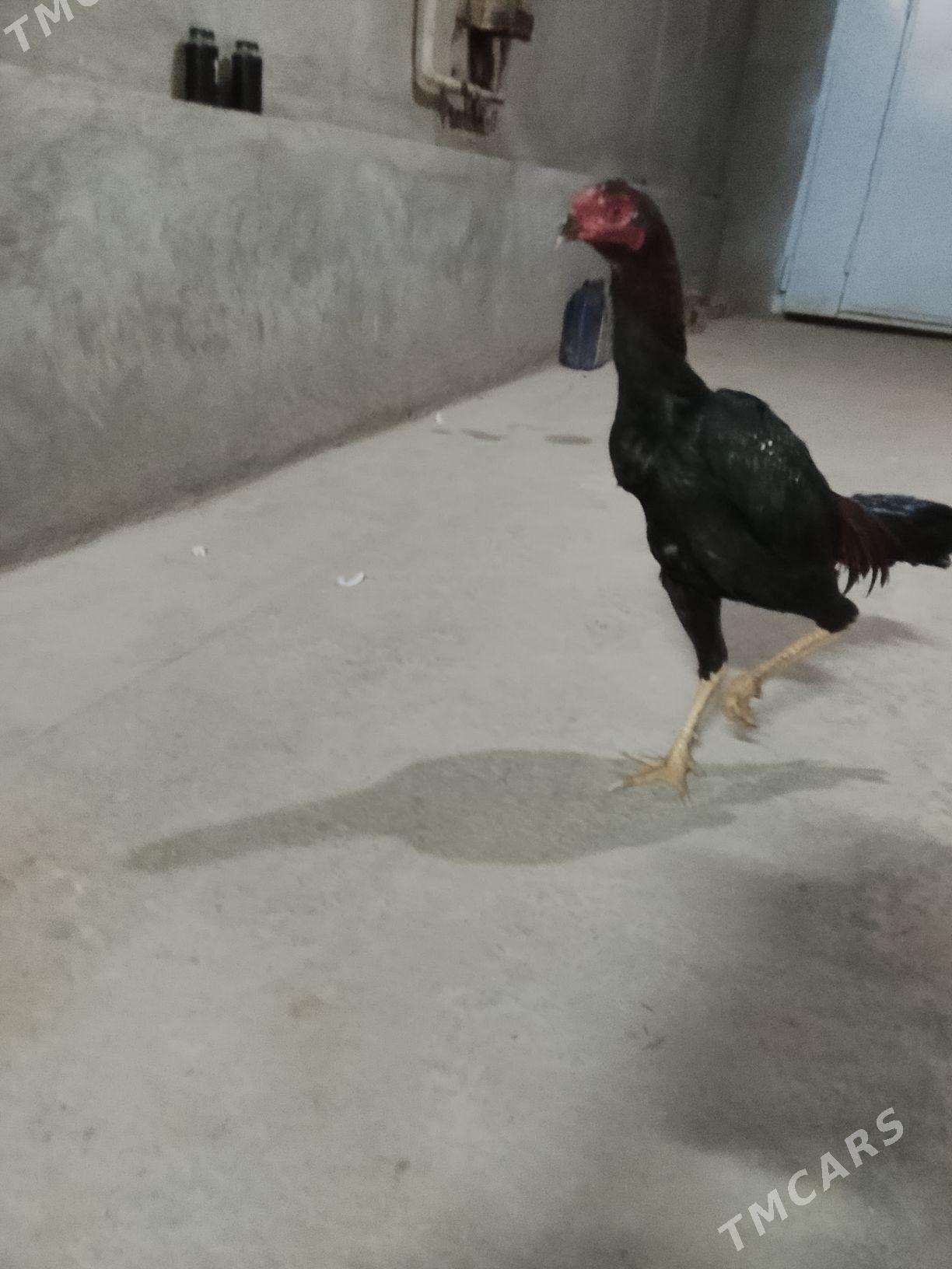 horaz - Чарджоу - img 3