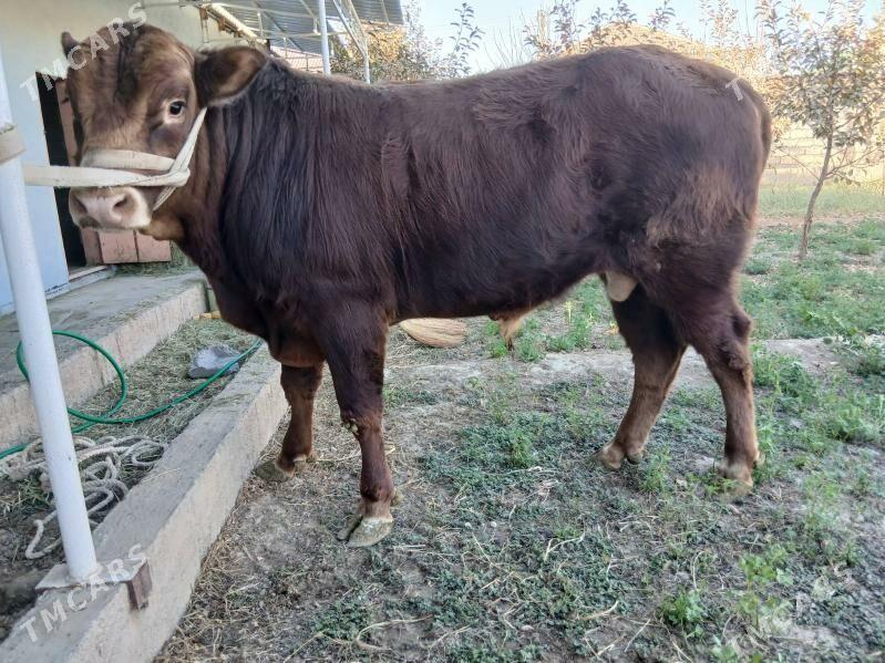 okuz - Ашхабад - img 4