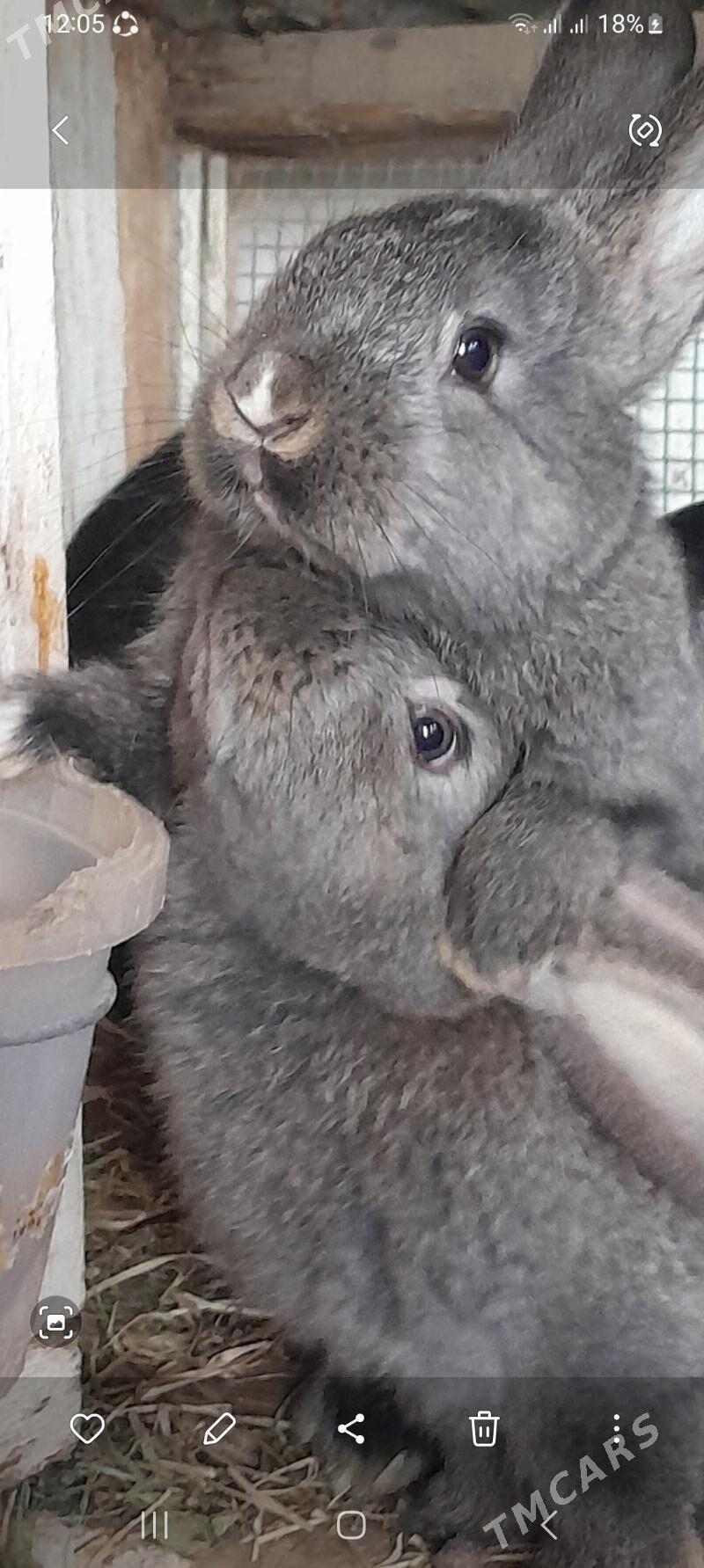 flandr towsan - Mary - img 2