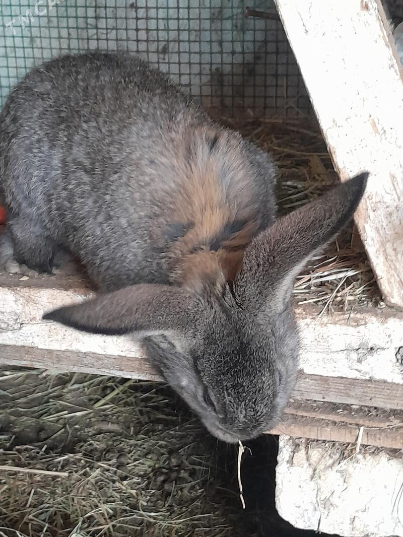 flandr towsan - Mary - img 3