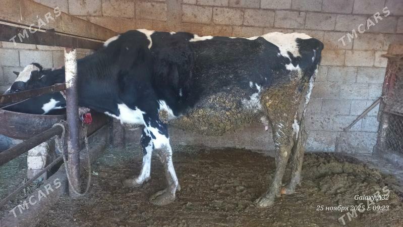 galesdeyin sygyr - Büzmeýin - img 3