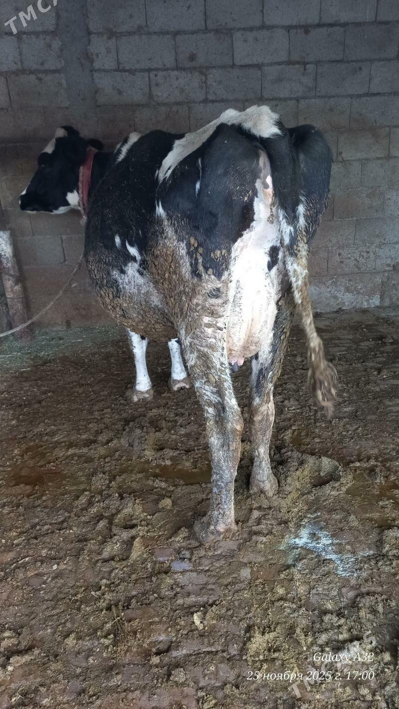 galesdeyin sygyr - Büzmeýin - img 2