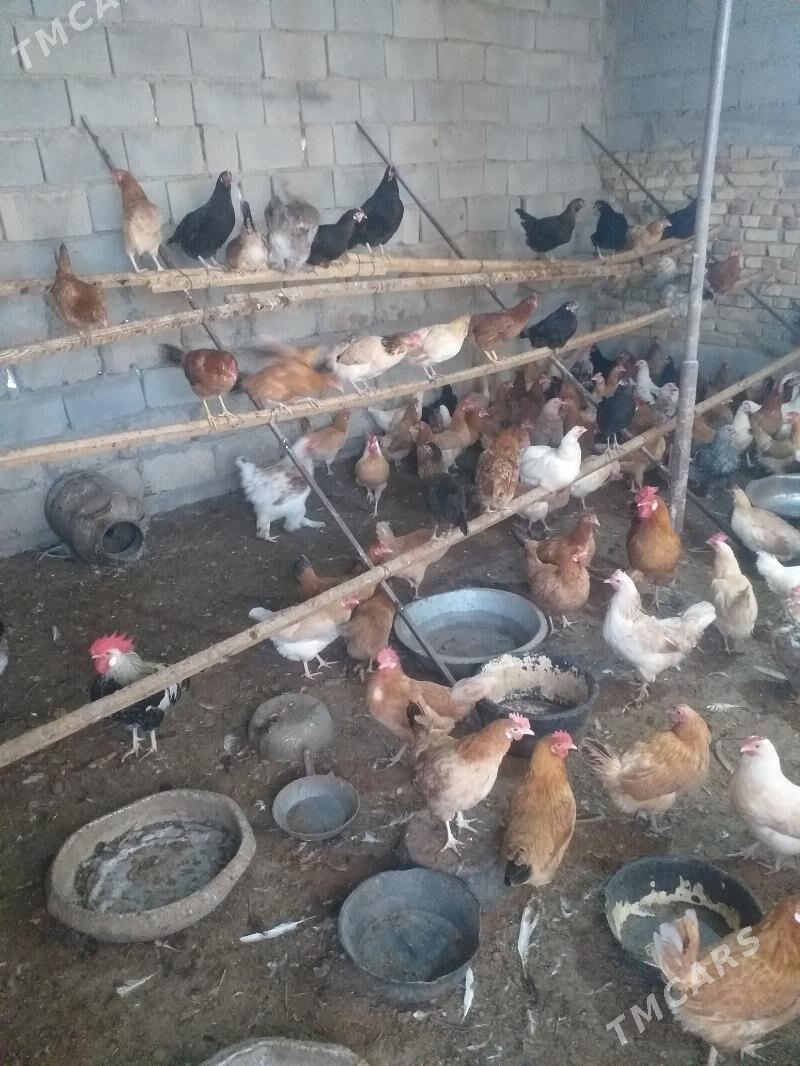 towuk - Гёкдепе - img 2