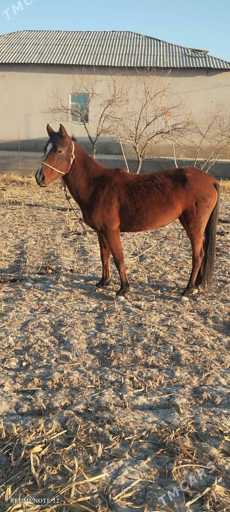 Baýtal at - Gubadag - img 3