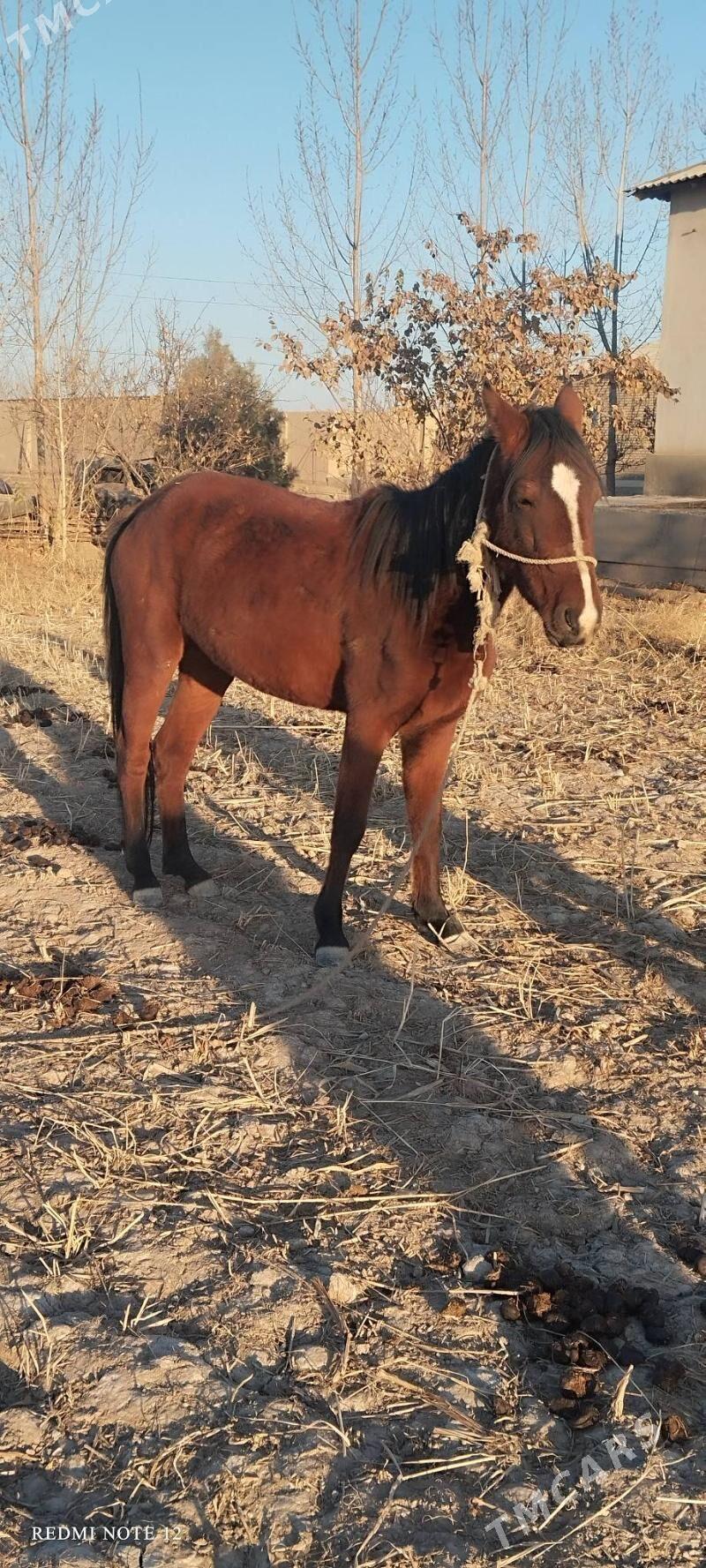 Baýtal at - Gubadag - img 2