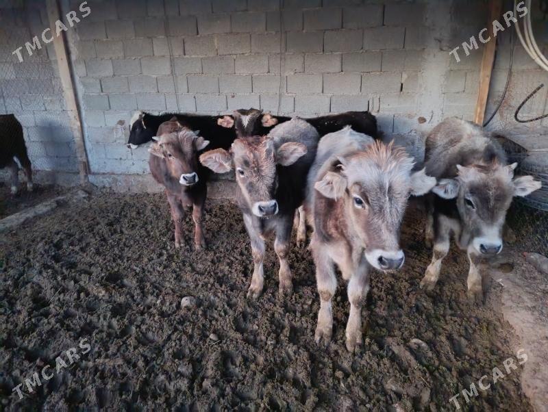 okuz tüwe - Änew - img 3