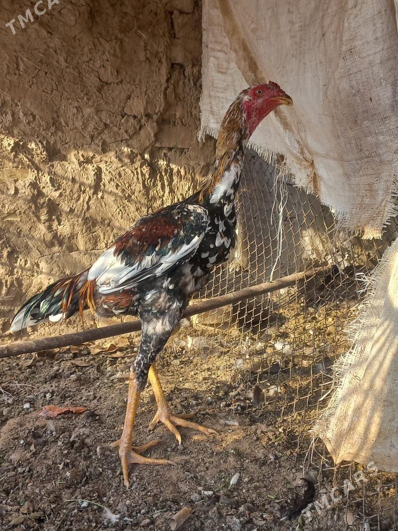 bayyes - Mary - img 2