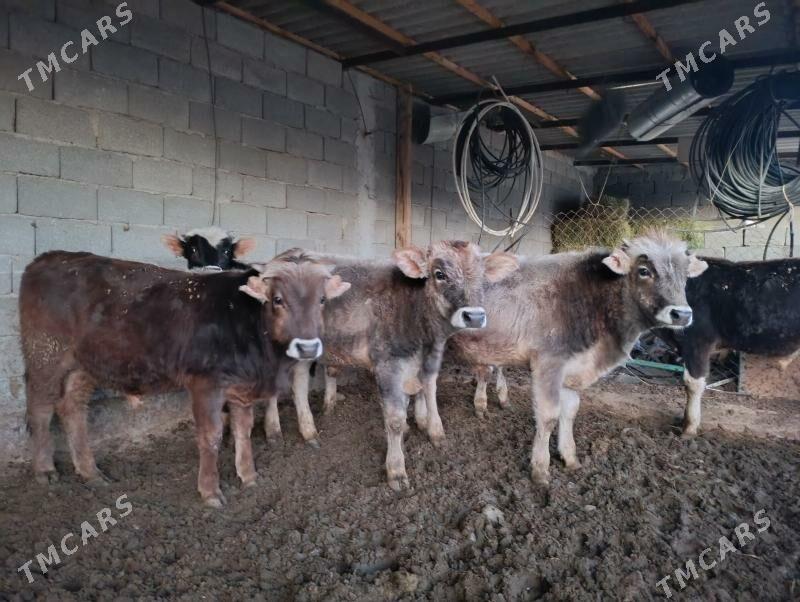 okuz tüwe - Änew - img 4