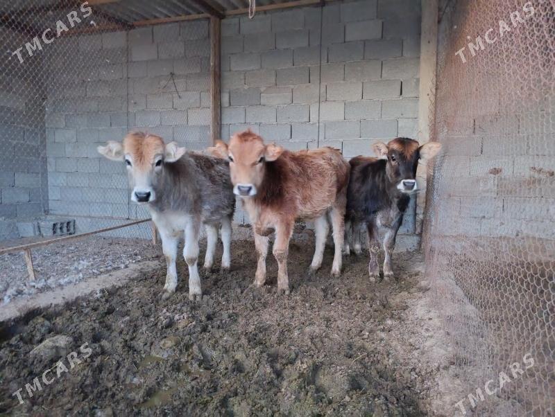 okuz tüwe - Änew - img 7