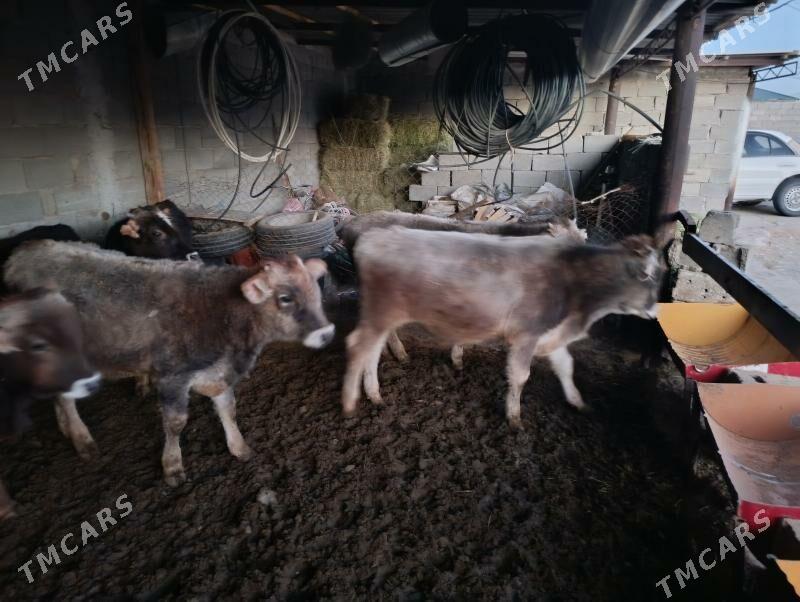 okuz tüwe - Änew - img 5