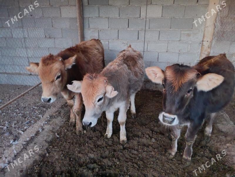 okuz tüwe - Änew - img 9