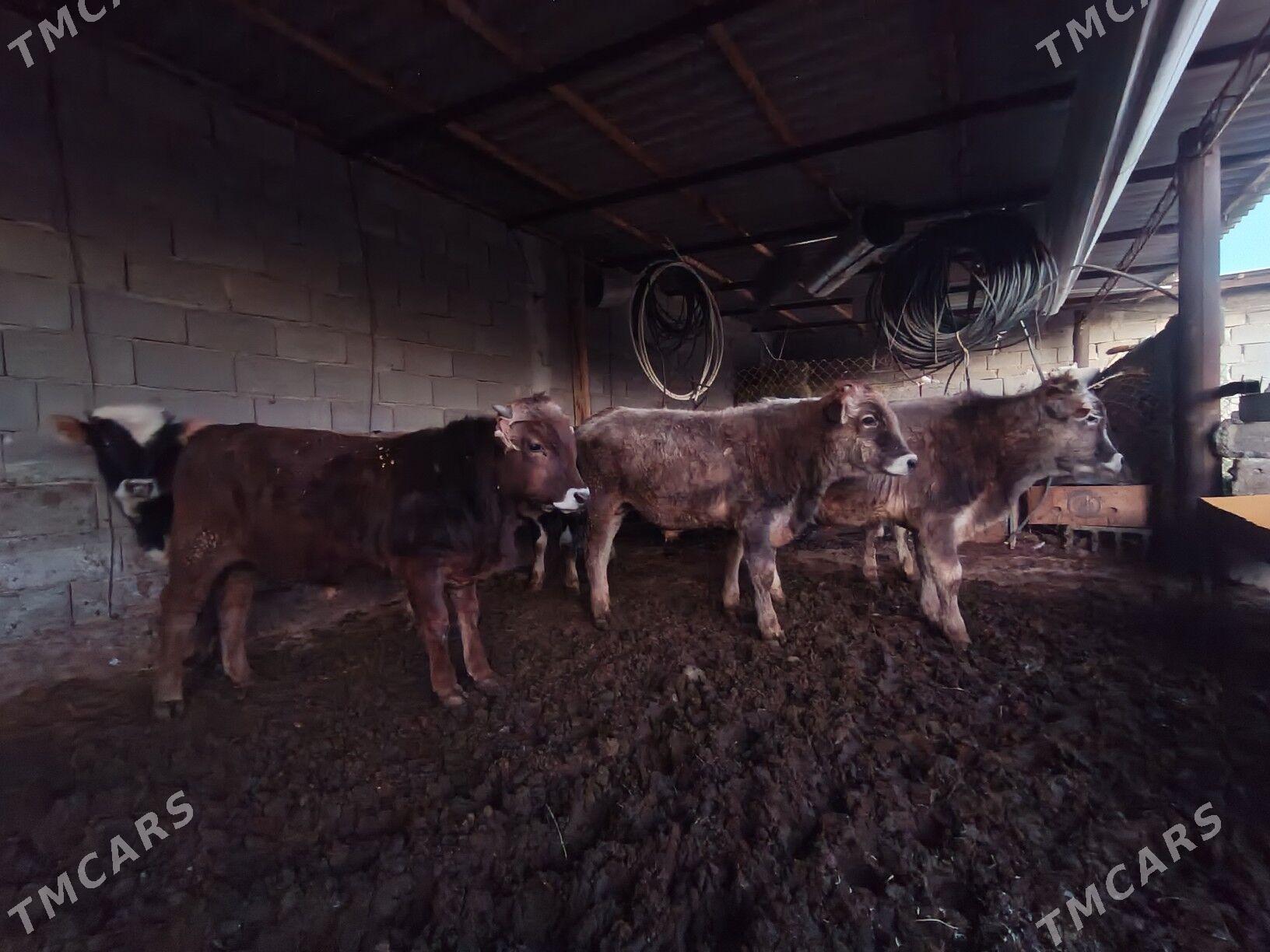 okuz tüwe - Änew - img 6