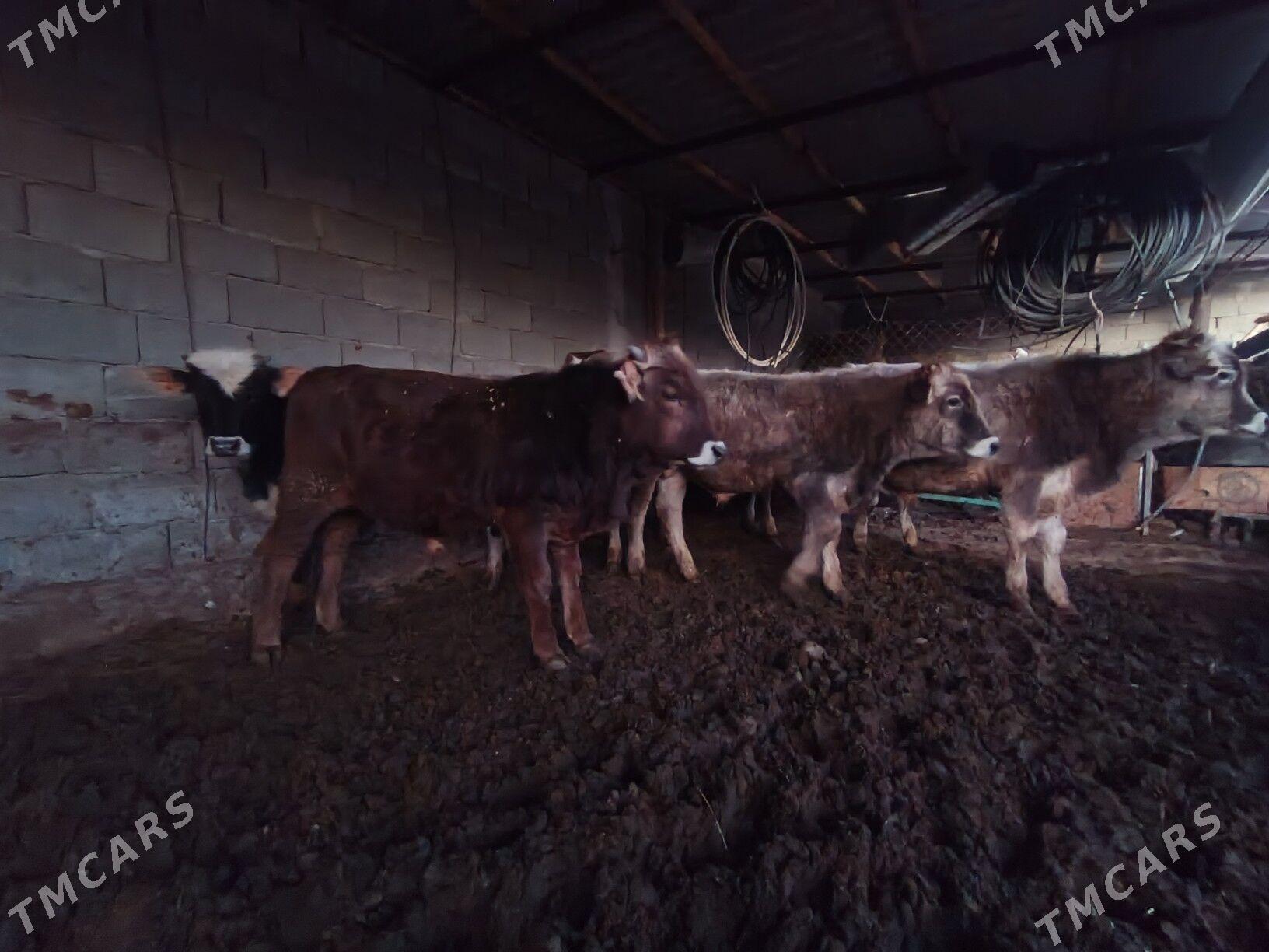 okuz tüwe - Änew - img 2