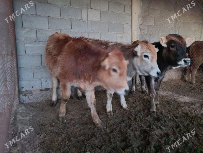 okuz tüwe - Änew - img 8