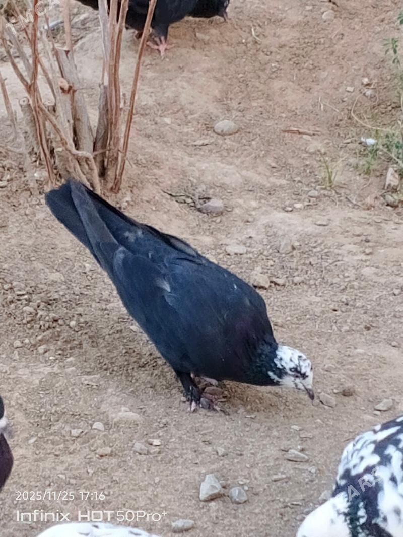 kepderi кепдери голуб - Büzmeýin - img 3