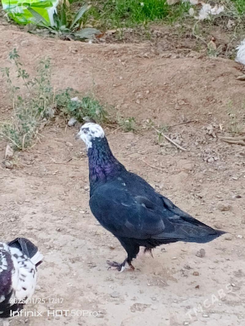 kepderi кепдери голуб - Büzmeýin - img 2