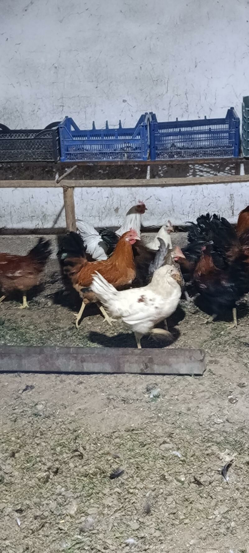 Horozlar 80 manat - Мары - img 3