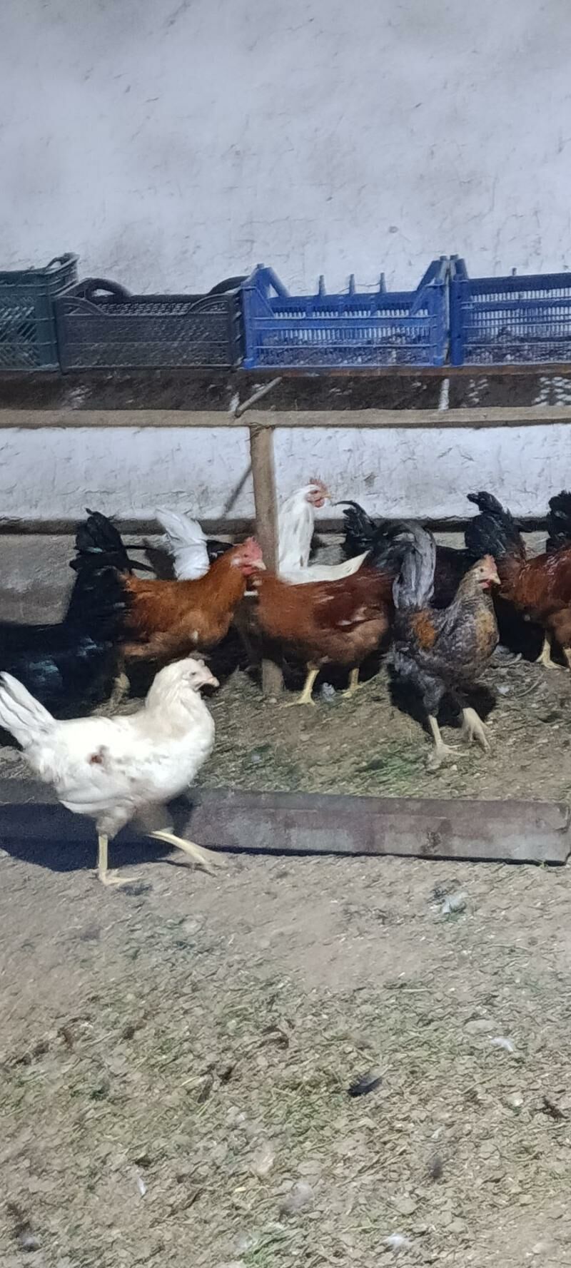 Horozlar 80 manat - Мары - img 2