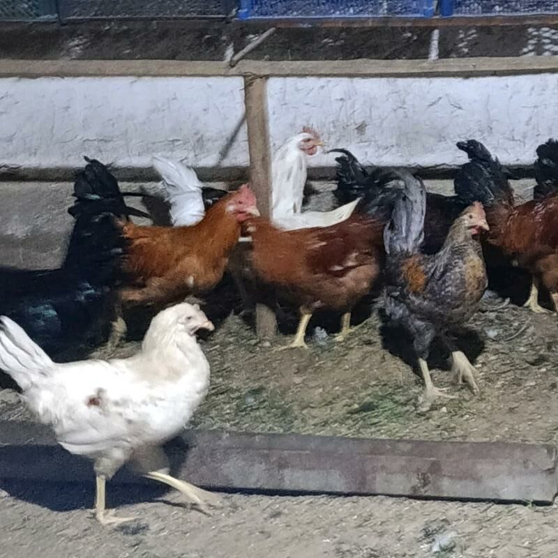 Horozlar 80 manat - Мары - img 1