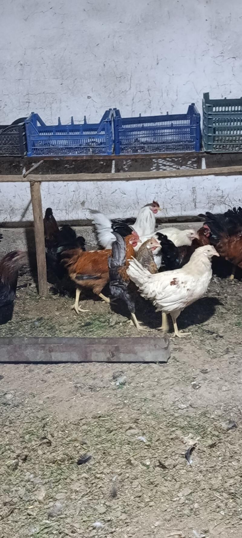 Horozlar 80 manat - Мары - img 4