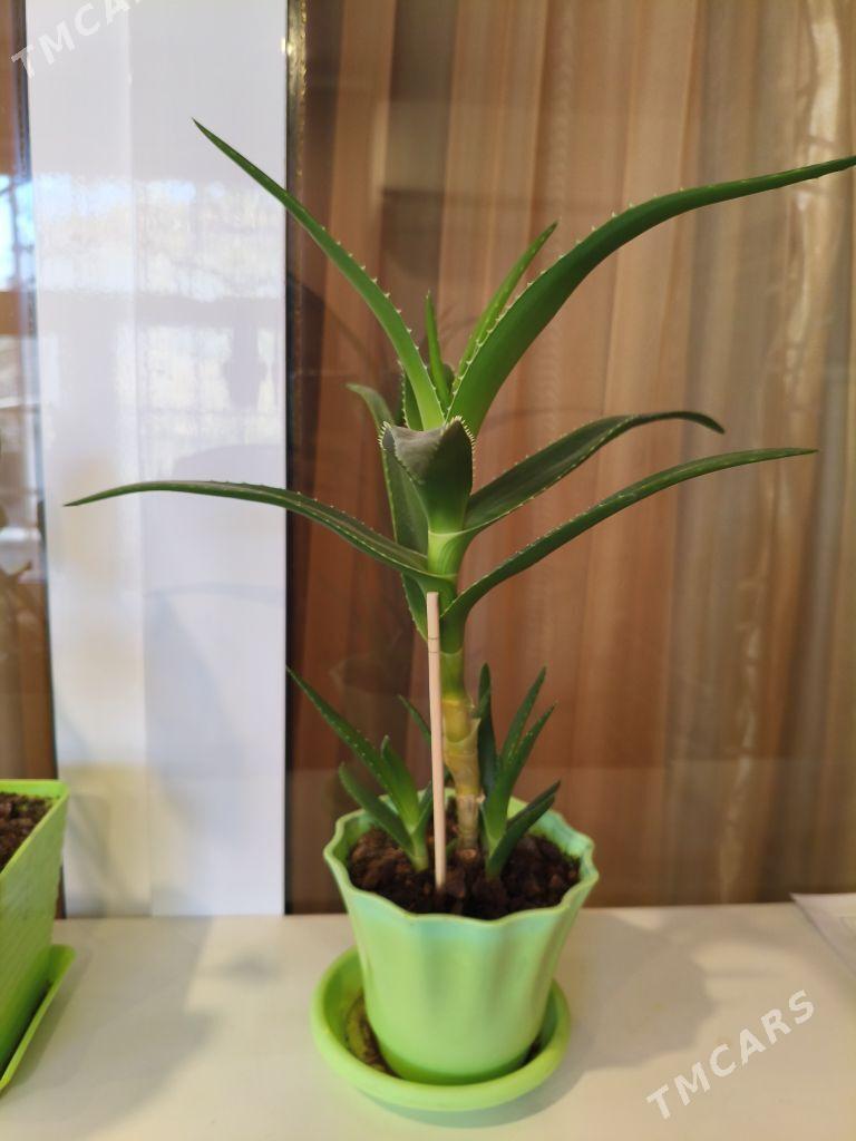 Цветы комнатные - 9 мкр - img 3