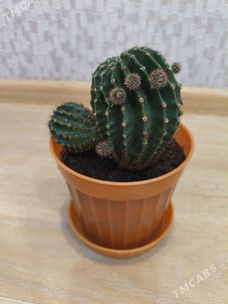 Цветы комнатные - 9 мкр - img 2