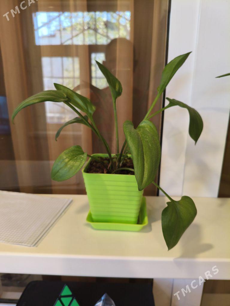 Цветы комнатные - 9 мкр - img 4