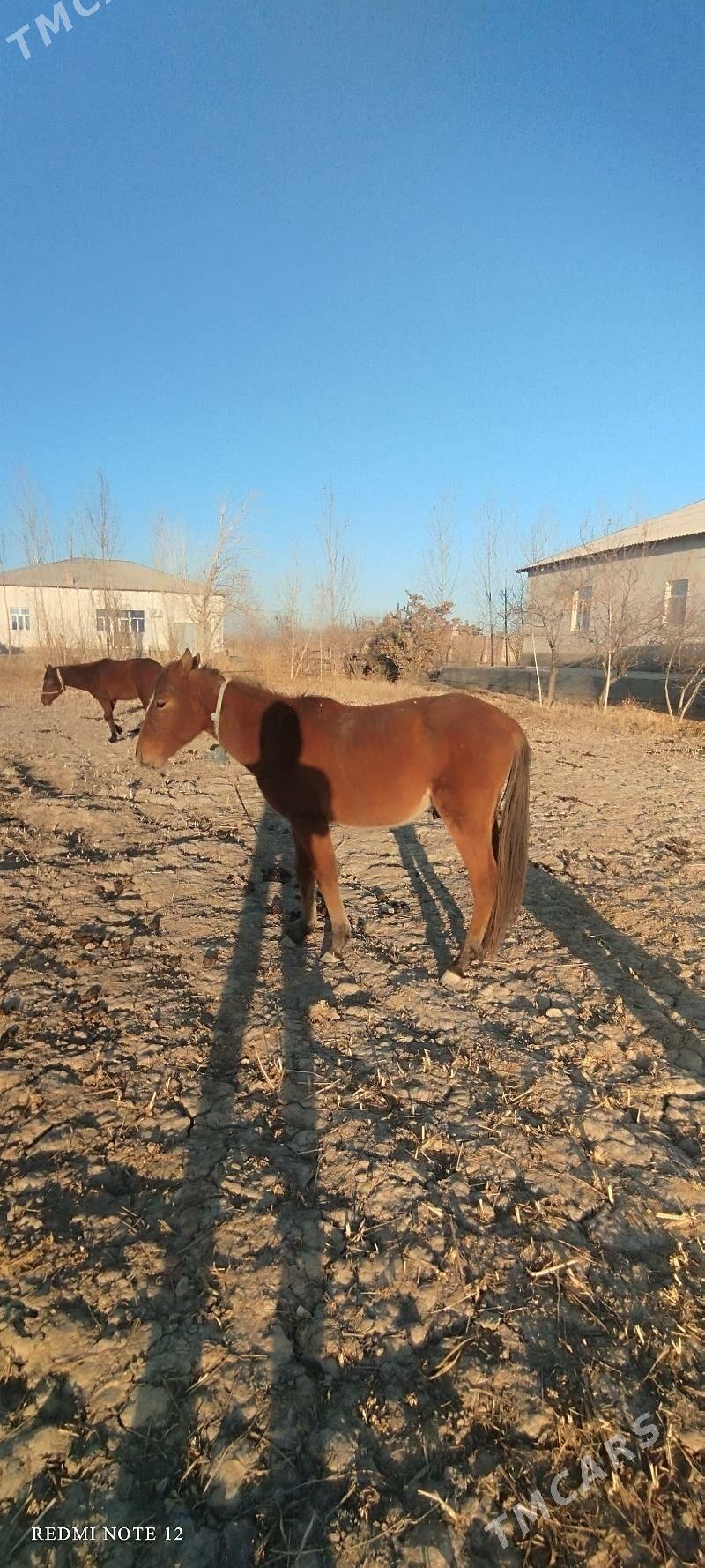 At - Губадаг - img 3