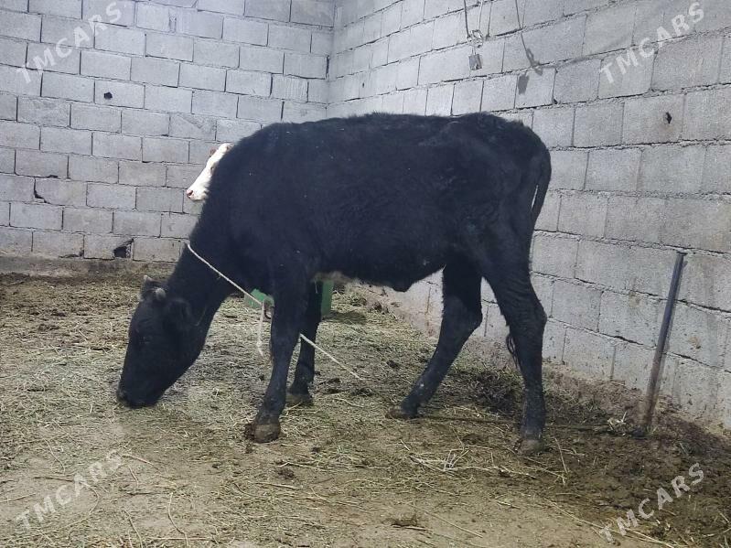 gibirit tuwe - Гёкдепе - img 3