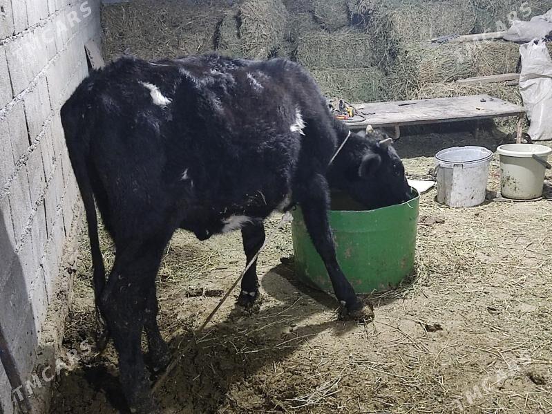 gibirit tuwe - Гёкдепе - img 2