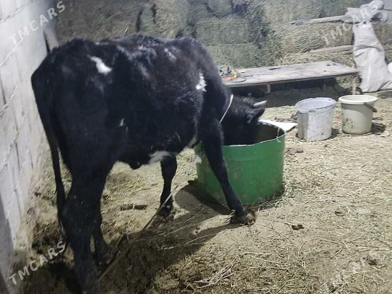 gibirit tuwe - Гёкдепе - img 1