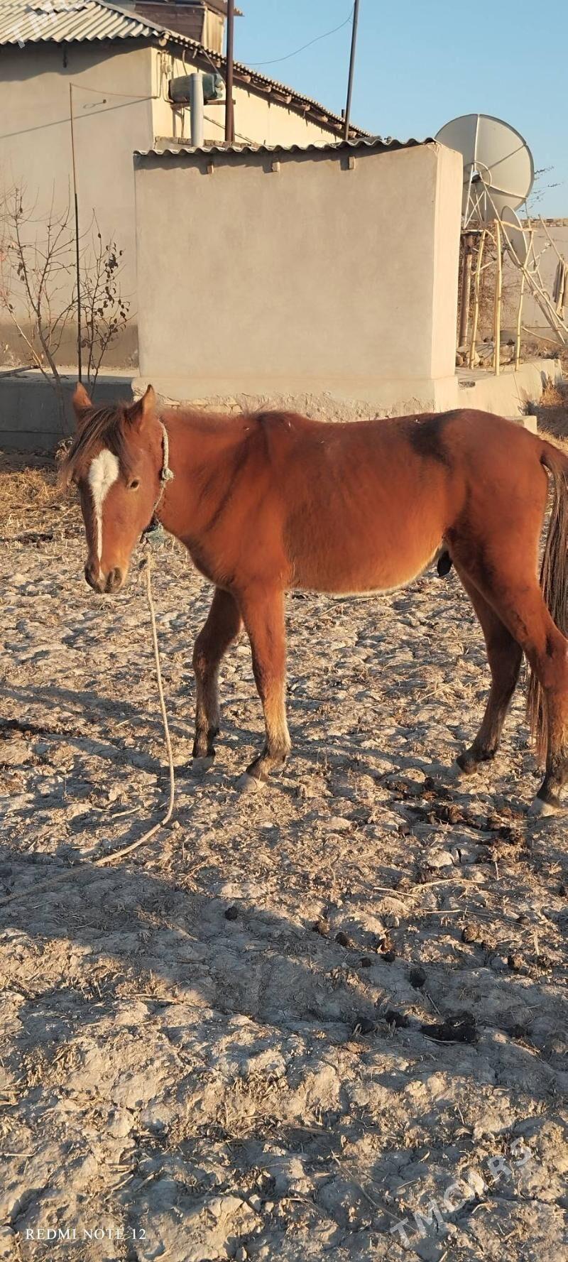 At - Губадаг - img 2