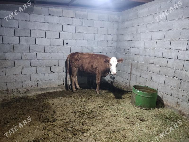 simental kelek tuwe - Гёкдепе - img 1