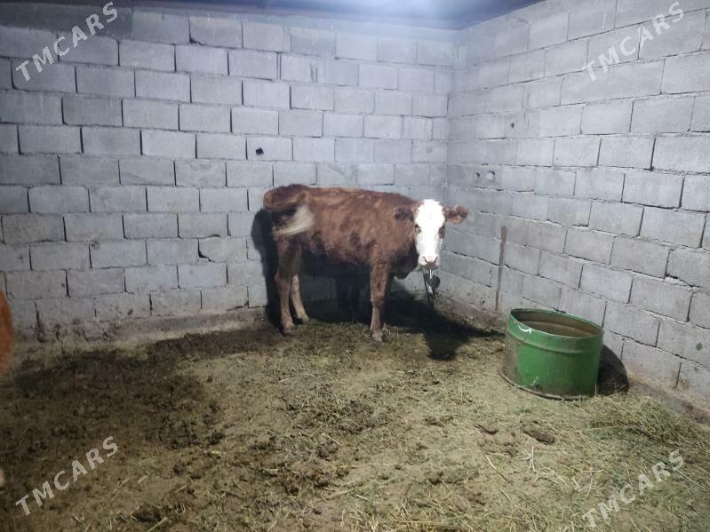 simental kelek tuwe - Гёкдепе - img 2