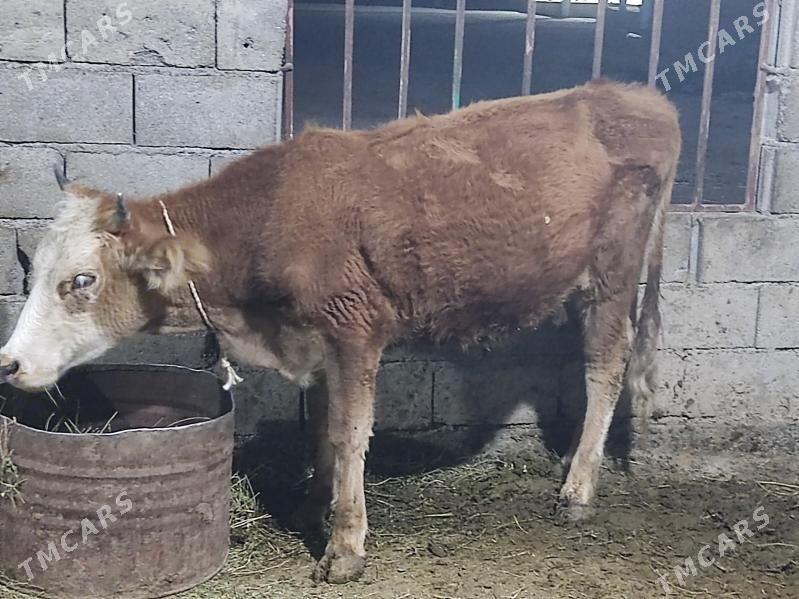 tohum tuwe - Gökdepe - img 1