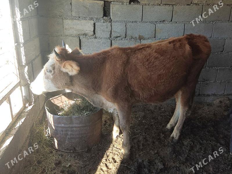 tohum tuwe - Gökdepe - img 2