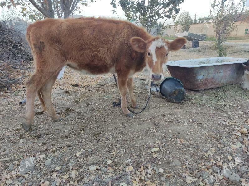 tohum tuwe - Гёкдепе - img 3