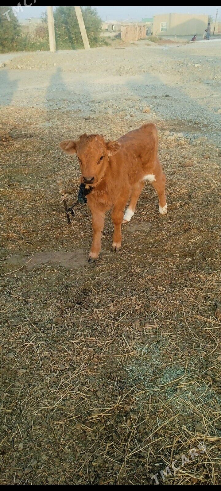 simental oküzçe - Бахарден - img 2