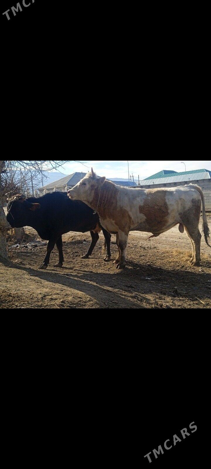 simental oküzçe - Бахарден - img 3