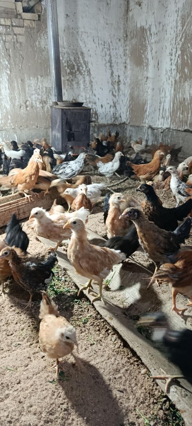 Jüjeler - Мары - img 2