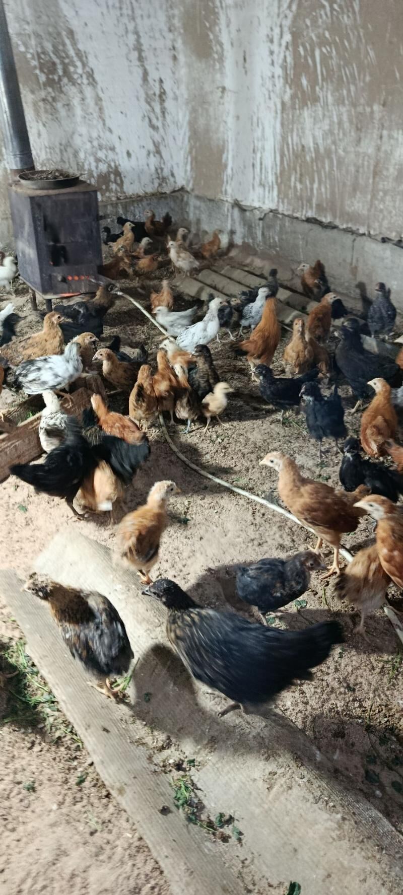 Jüjeler - Мары - img 4