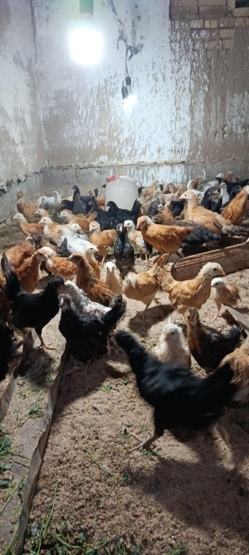 Jüjeler - Мары - img 3