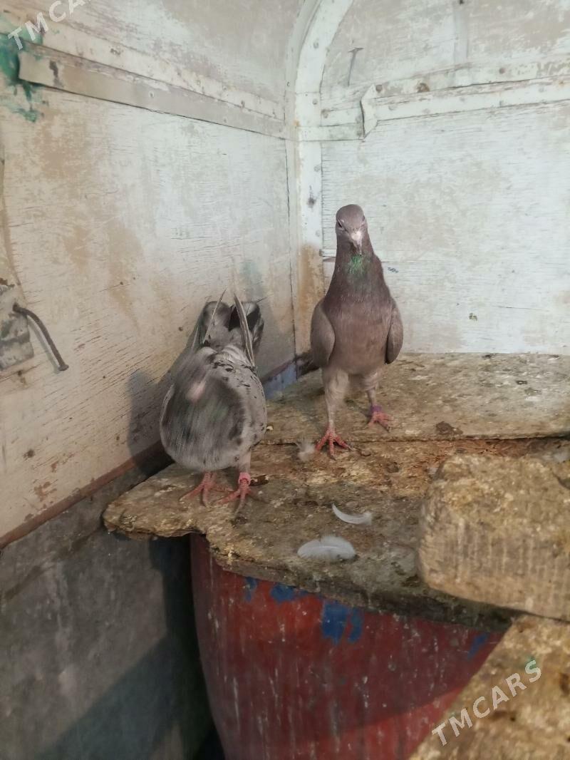 kepderi - Ашхабад - img 4