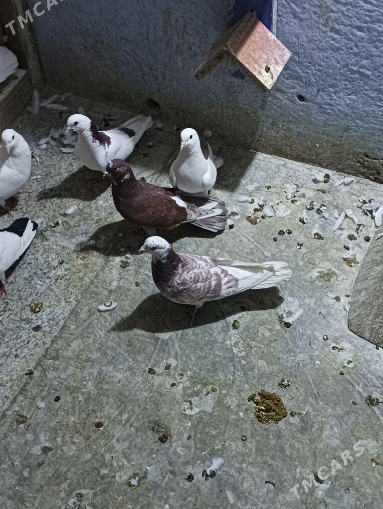 kepderi - Ашхабад - img 7