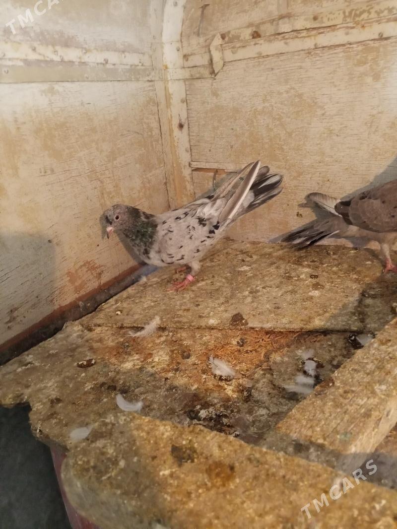 kepderi - Ашхабад - img 3