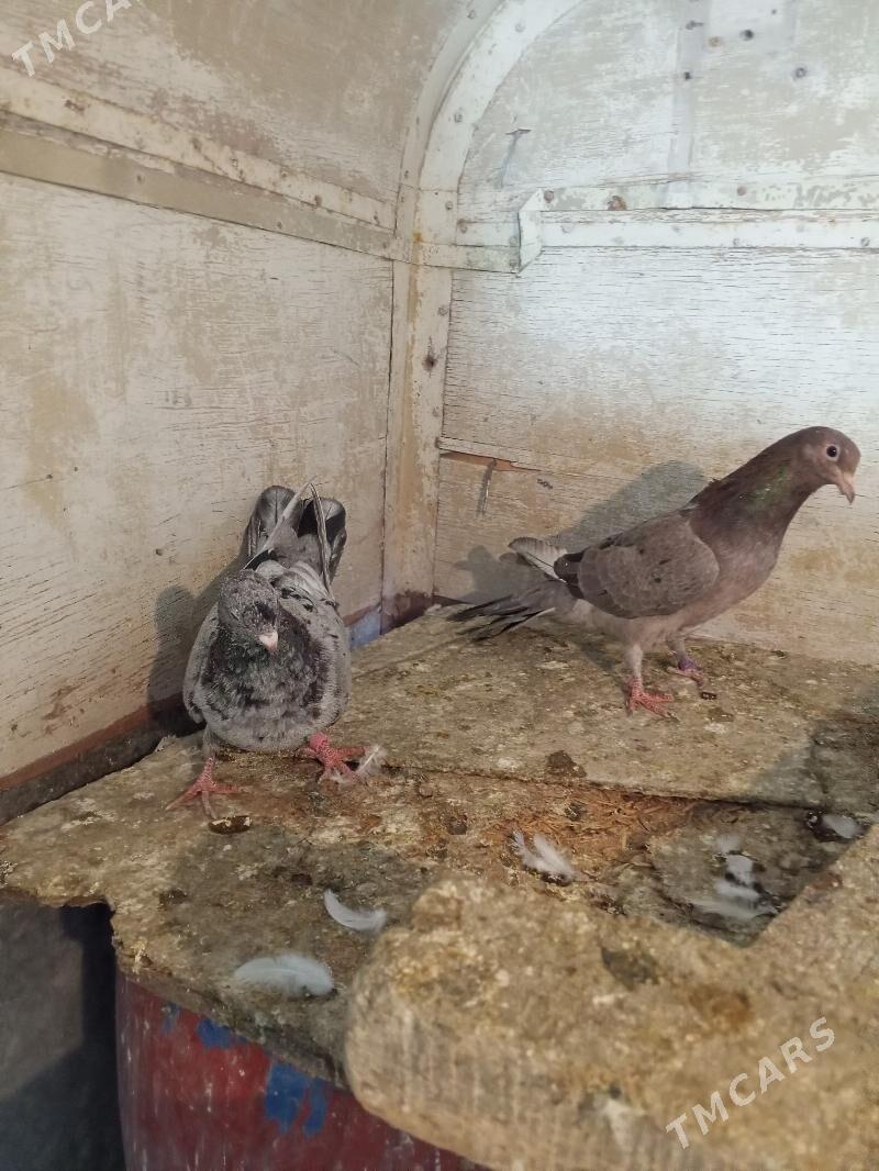 kepderi - Ашхабад - img 10